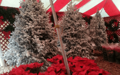 BPPV and Christmas Trees- A Holiday Tip
