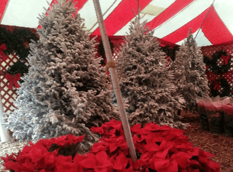 BPPV and Christmas Trees- A Holiday Tip